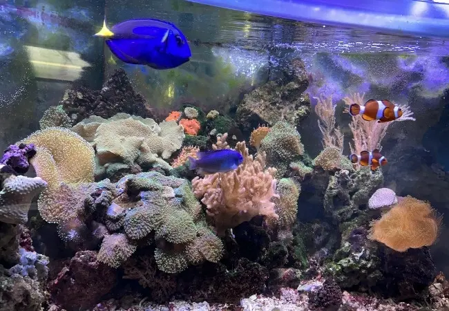 Public Aquarium Tropicarium Belgrade