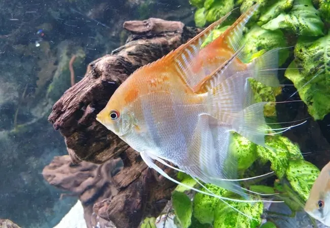 Public Aquarium Tropicarium Belgrade