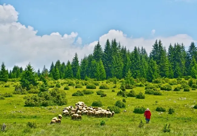 Zlatibor Tour Experience